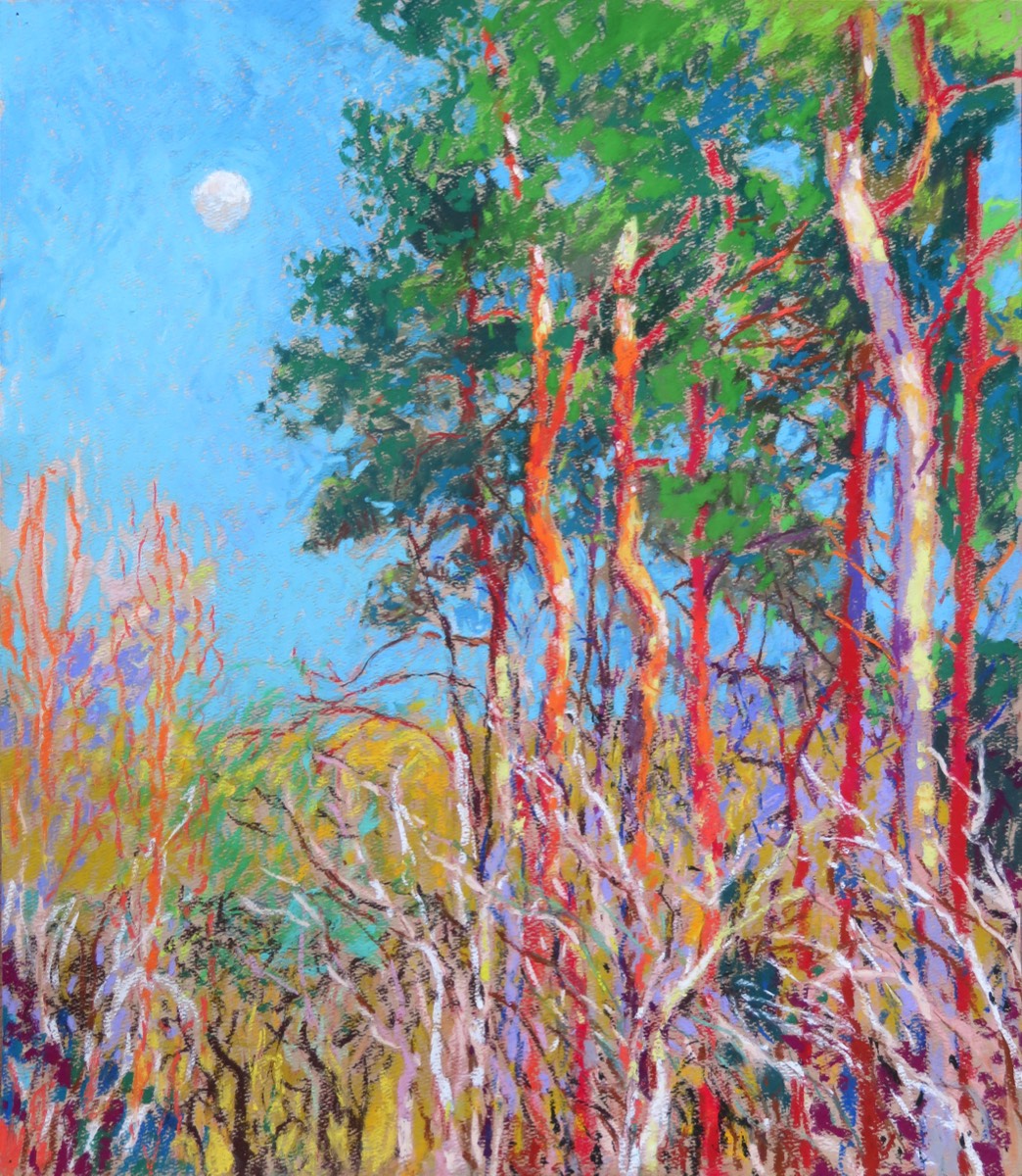 13th of the Moon Scotts Pine evening light - pastel - 20 X 17.25 inches - Created 25th April 2021 - available on request